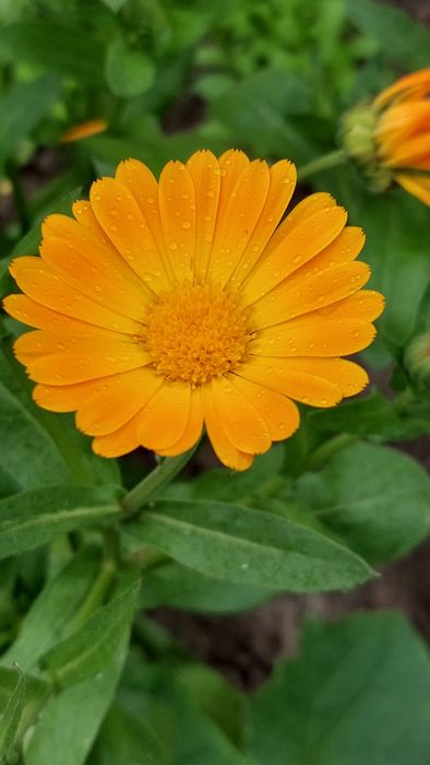 Календула насіння нагідки насіння