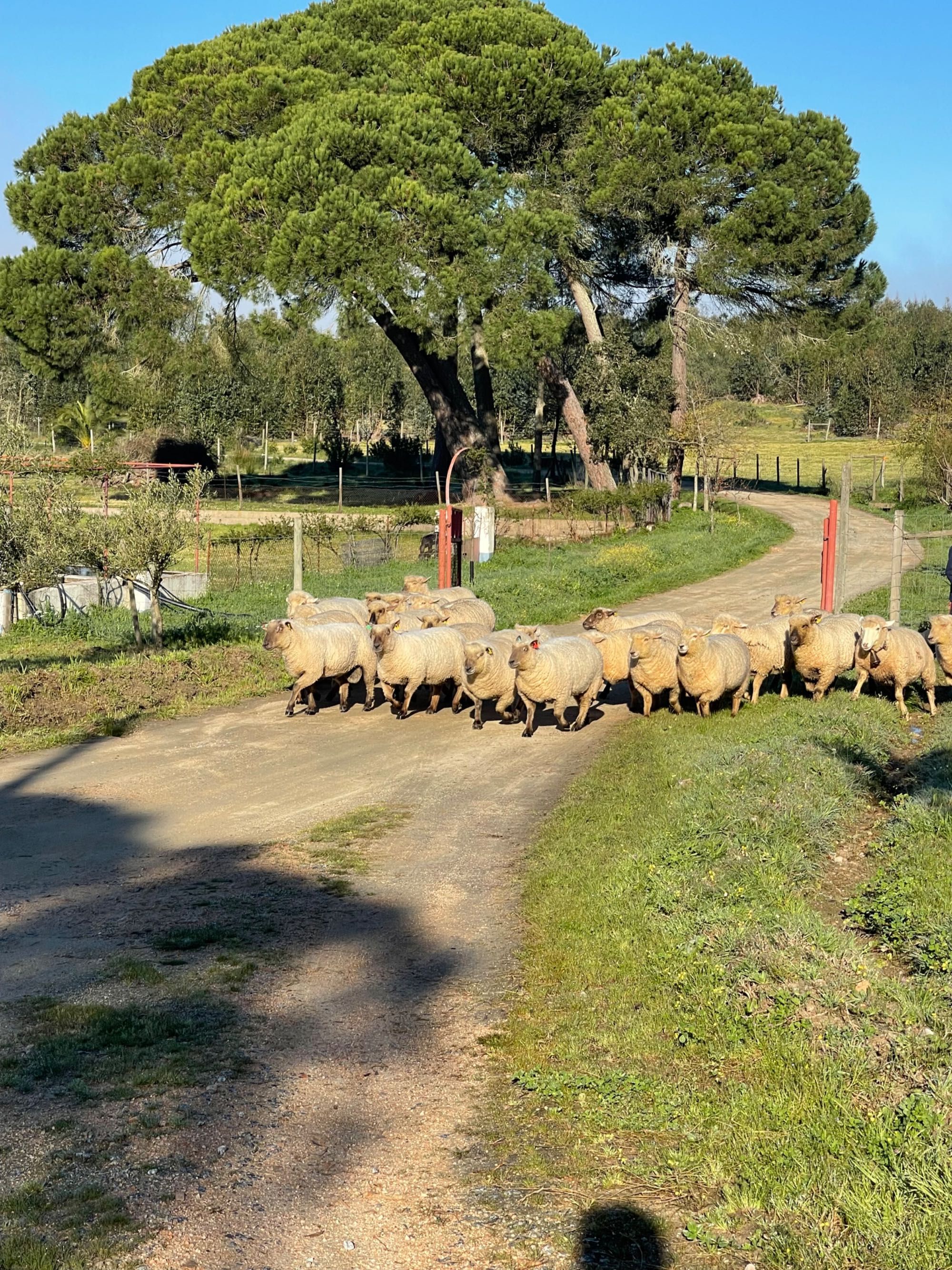 Vendo machos da raça Mouton Vendéen.