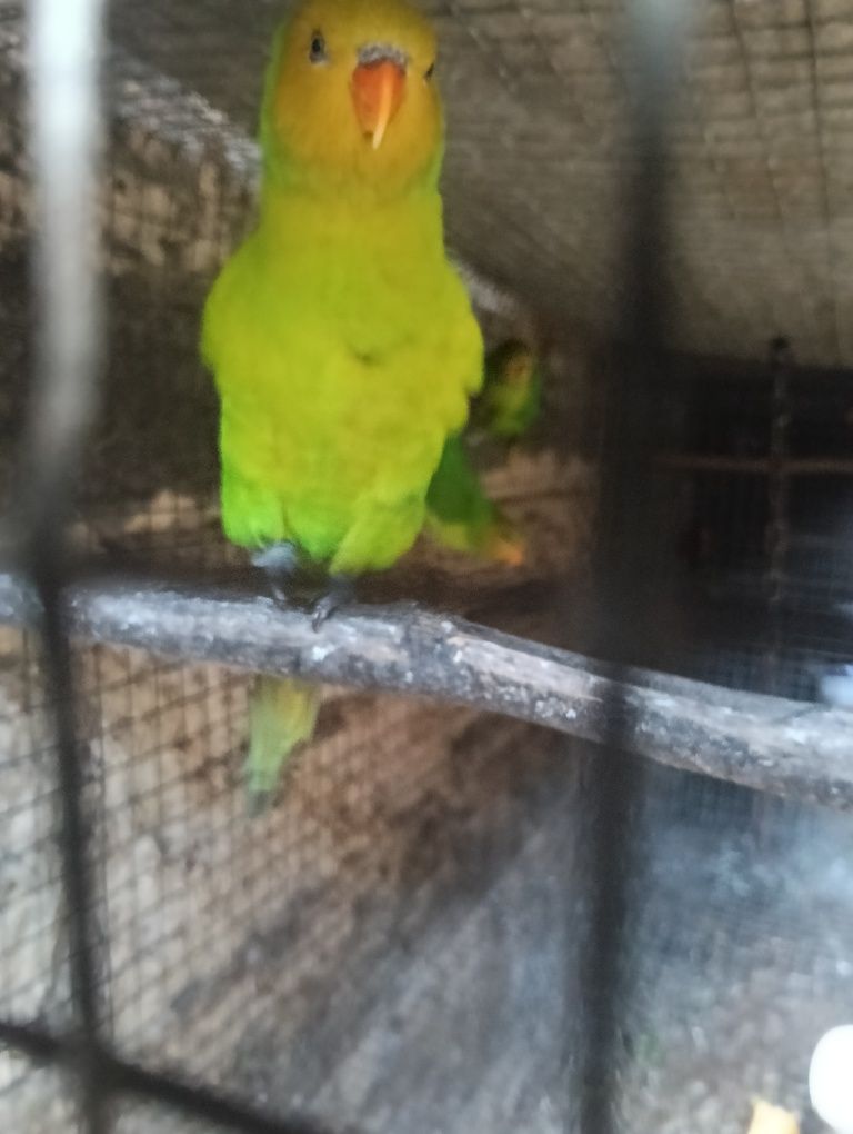 Psitacideos diversos