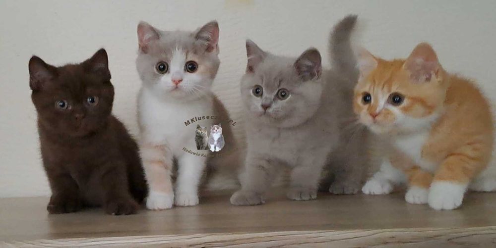 Miziak kocurek brytyjski rudy bikolor bicolor z kastracją kot WCF