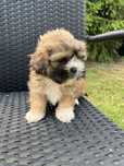 Suczka rasy Shih tzu
