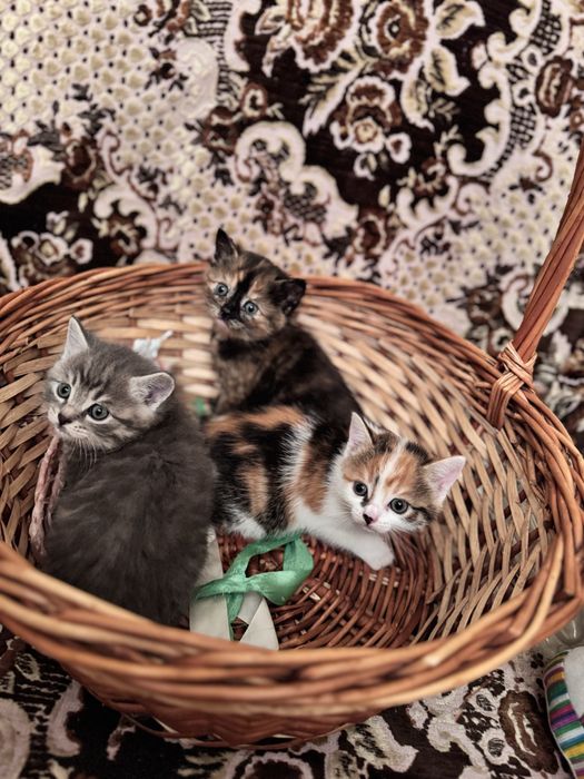 Отдам котят в добрые руки