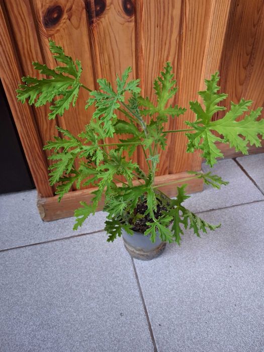 Anginka, pelargonia pachnąca, geranium