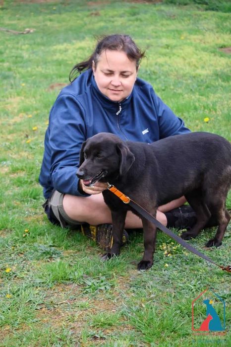 Wyjątkowo oddana, kocha ludzi, radosna - idealny przyjaciel - adoptuj