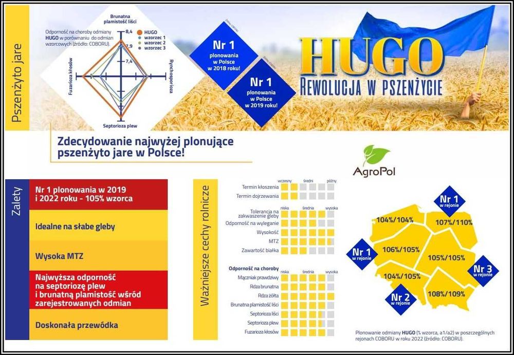 Pszenżyto Przewódkowe HUGO - Rewelacyjny Plon Przewódka późny siew
