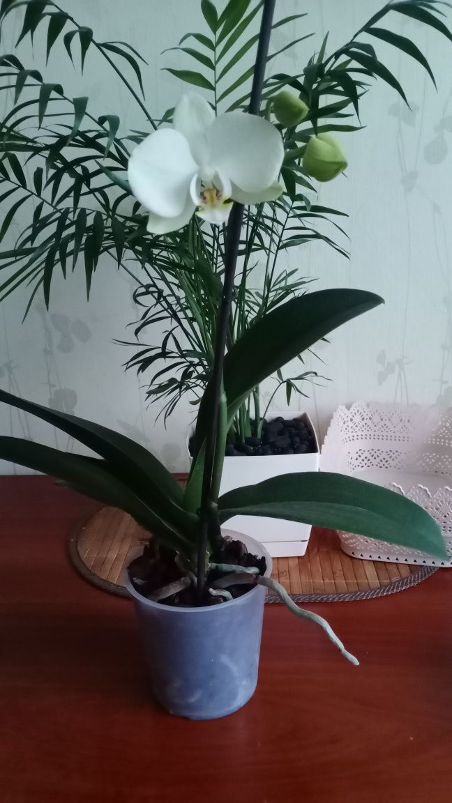 Орхідея орхидея біло-лимонна