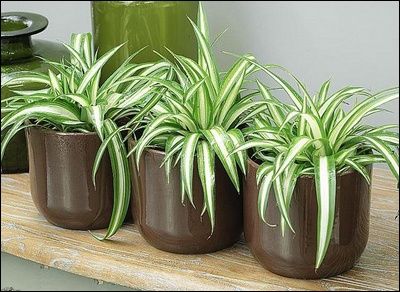 Розпродаж!Хлорофітум (Chlorophytum)-натуральний очисник повітря