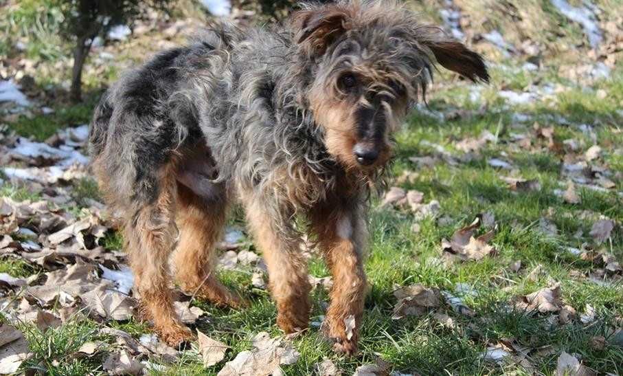 104965 Śleputek do adopcji.
