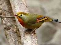 Casal de rouxinóis do Japão anilhados