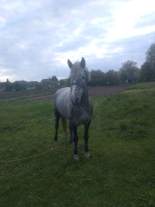 Породам кобилу 4.роки