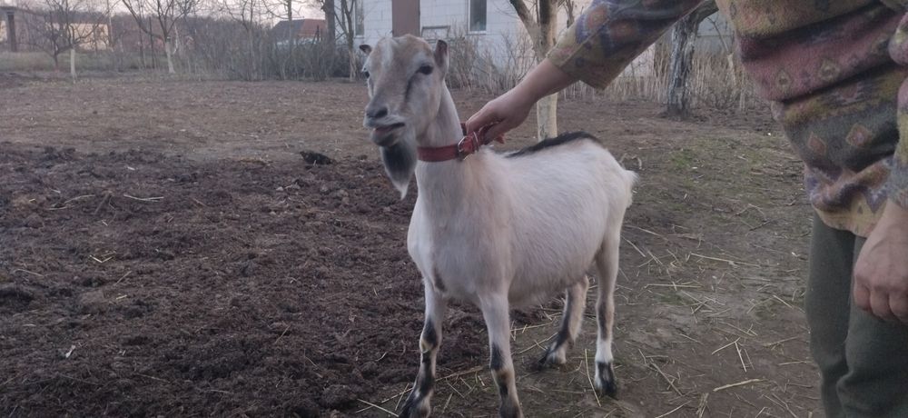 Козел ламанч суслік для спарювання кіз