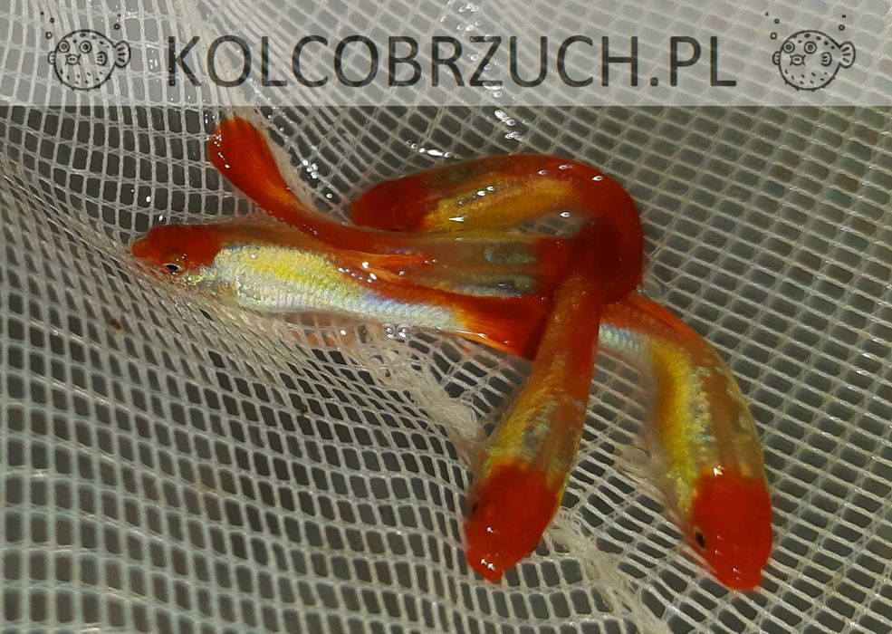 Gupik odmiana GOLDEN KOI - Poecilia reticulata - dowozimy, wysyłamy