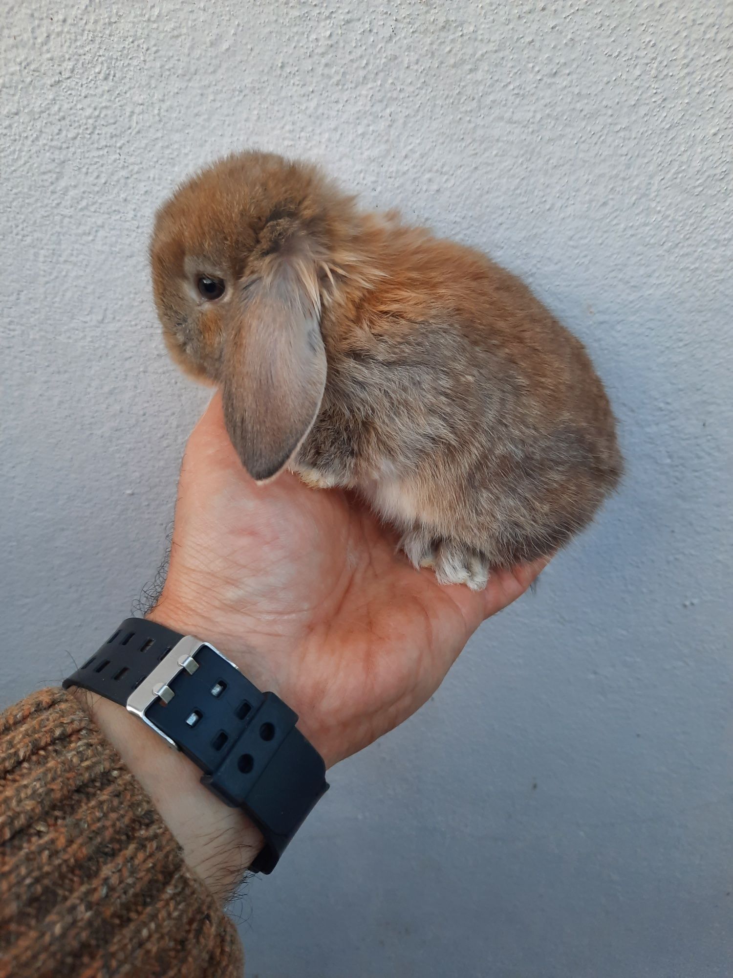 Kit Coelhinhos anões mini lop belier/orelhudos puros