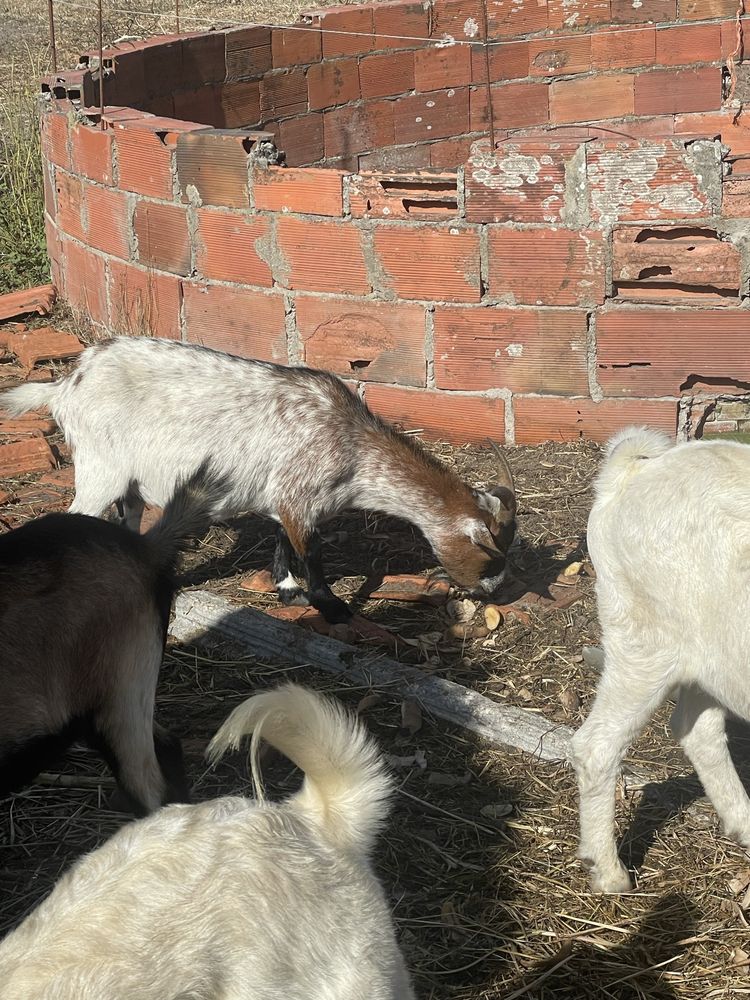 Cabras anãs para venda