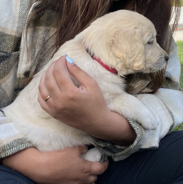 Golden Retriever TOP