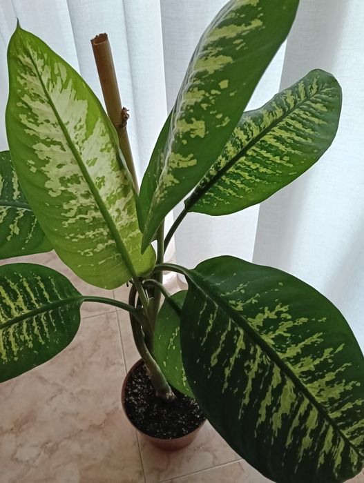 Planta natural trepadeira com 1 metro de altura