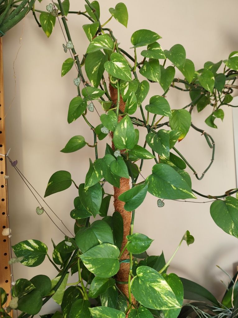 Szczepki caropegii, fiołka, zielistki, epipremnum, geranium, grubosza,