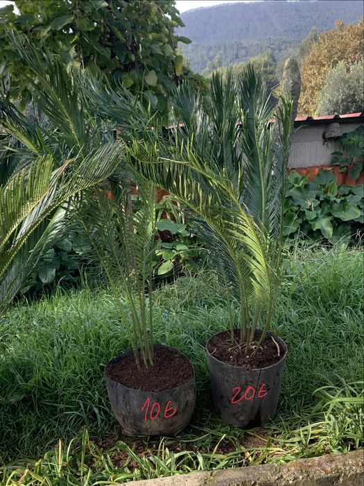 Vendo cyca varios tamanhos