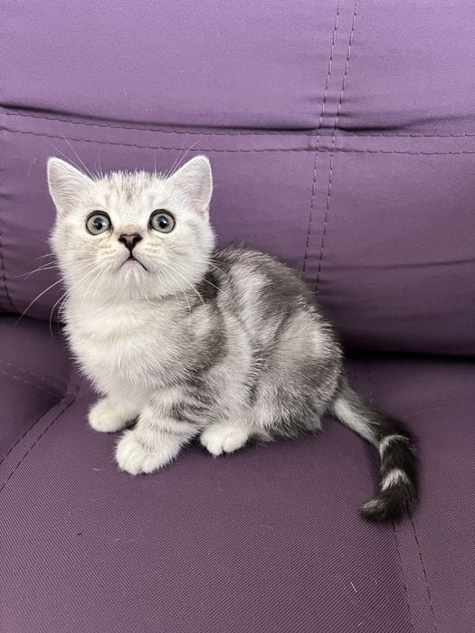Чисокровне шиншилове кошеня тигрового окрасу, хлопчик
