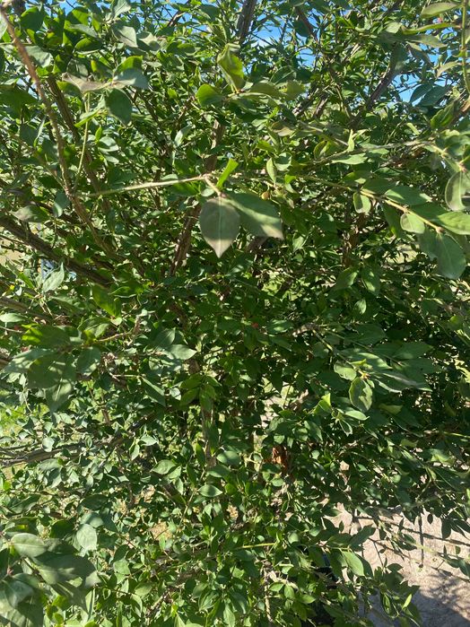 Trzmielina oskrzydlona EUONYMUS 150-175 cm