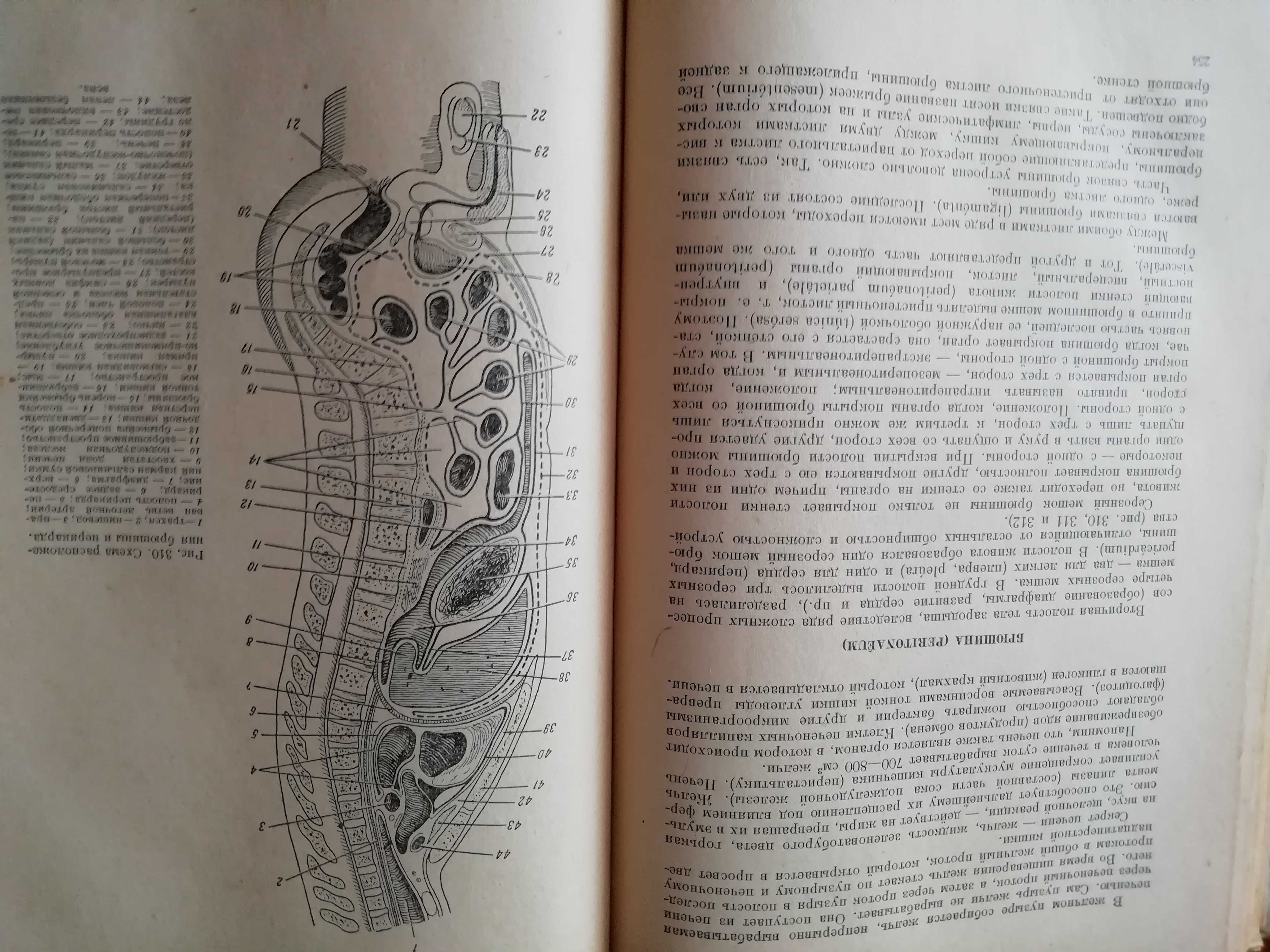 Анатомия человека 1954 год  Н. В. Колесников