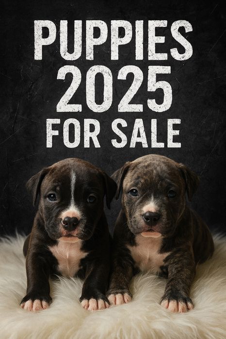 Цуценята APBT американський пітбуль-терьєр