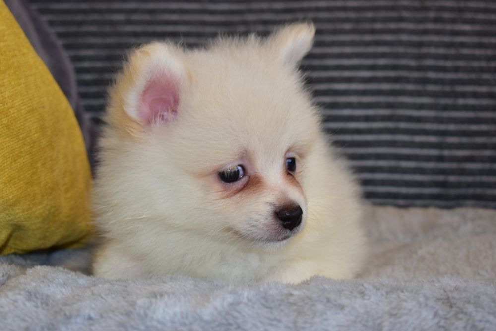 Spitz Alemão macho miniatura