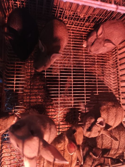 Coelhos anões pequenos