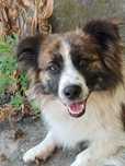 Border Collie mix szuka domu schronisko Zgierz-aktualne