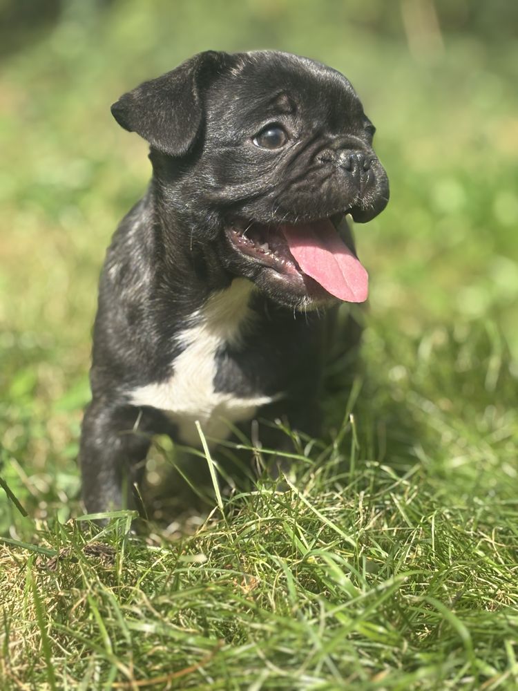 Frienche Pug  (buldog francuski , Mops)