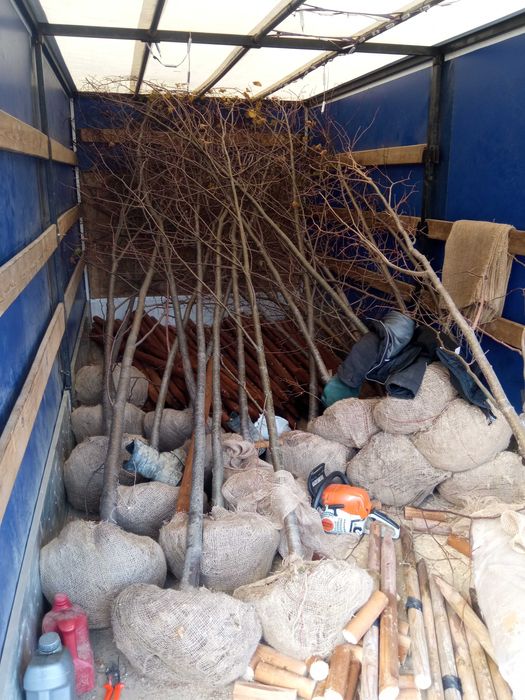 Lipa drobnolistna, klon jawor, jesion wyniosły, brzoza,grab,sosna,tuje