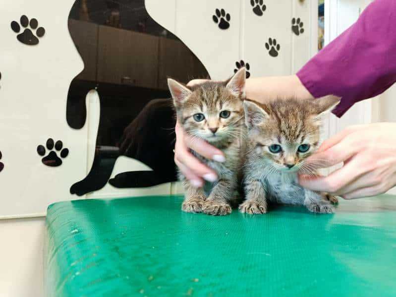 Dwa 7 tyg. kocurki  szukają domów