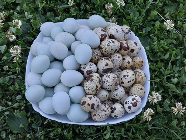 Перепелині яйця Селадон