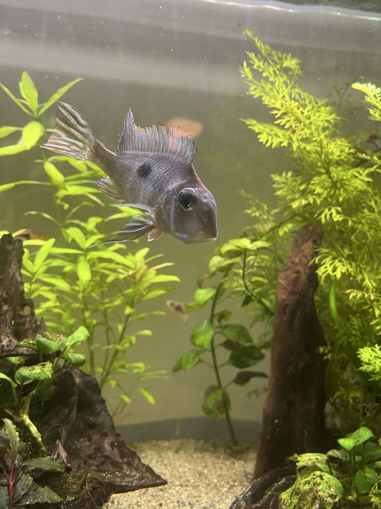 Geophagus. 10cm