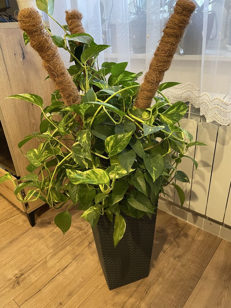 Epipremnum Aureum