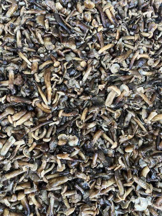 Продам гриб варений опеньки