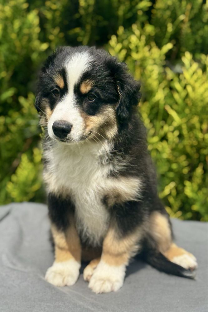 Amerykański owczarek miniaturowy- MAS - Mini Aussie- piesek FCI