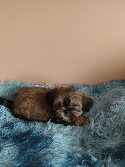Shih Tzu Szczeniaki Suczka