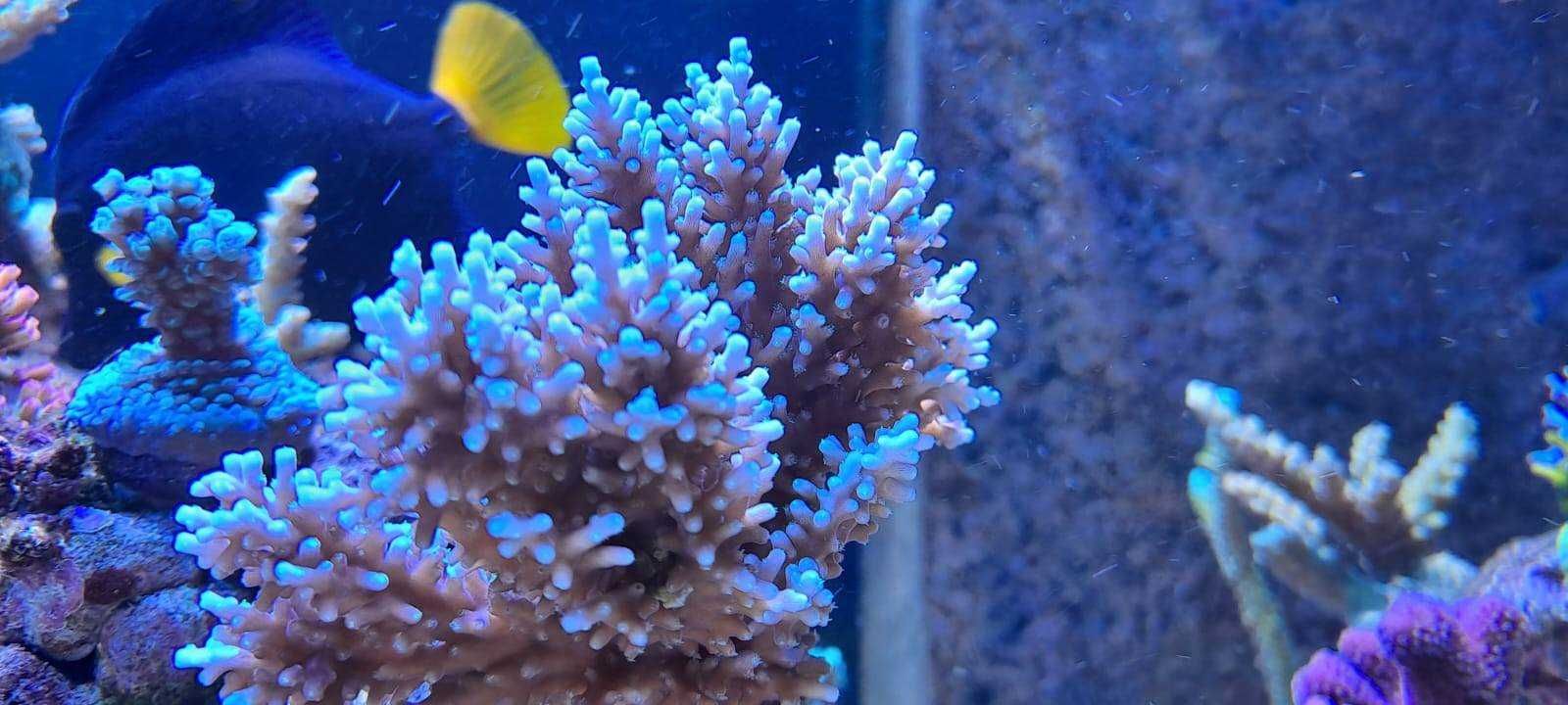 Szczepki acropora,sps Mysłowice-Woj.śląskie