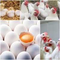 До вашої уваги, домашні курячі яйця, свіжі по 55грн 10шт.