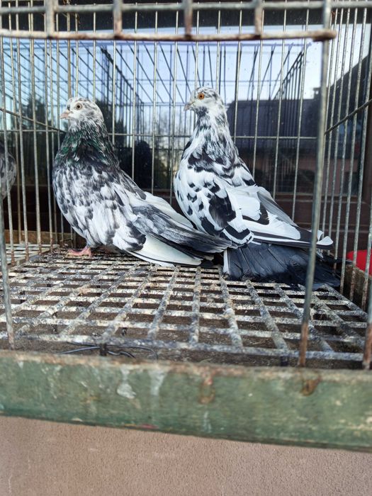 Gołębie orliki stujkowe