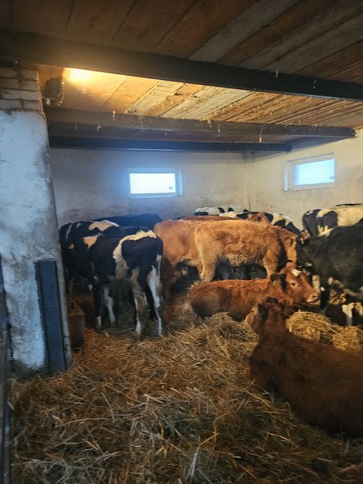 Cielęta odsadki sprzedam