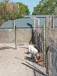 Casal cabras anas