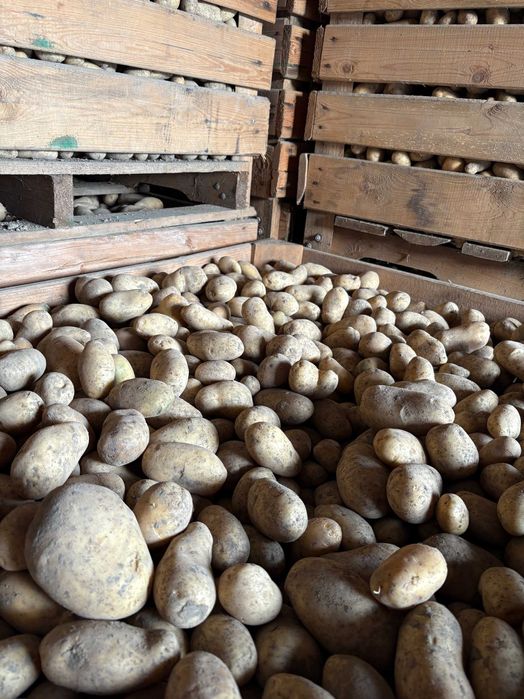 Ziemniaki jadalne Ignacy