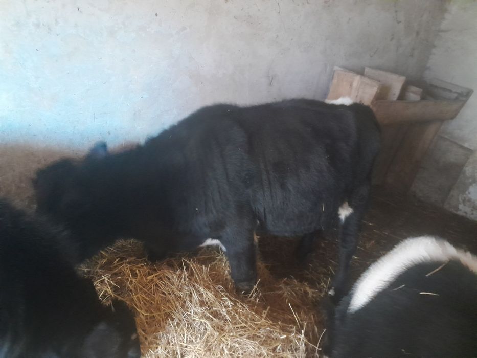 Продам 2 телёнка