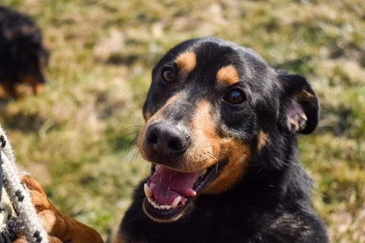 Miał tylko 10 miesięcy, kiedy do nas trafił. Teraz to już dorosły pies