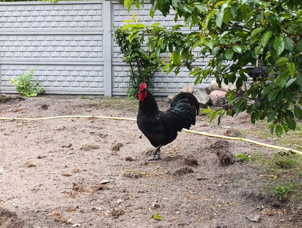 Kogut Australorp