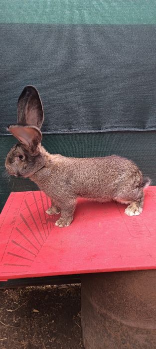 Belgijski Olbrzym BOS