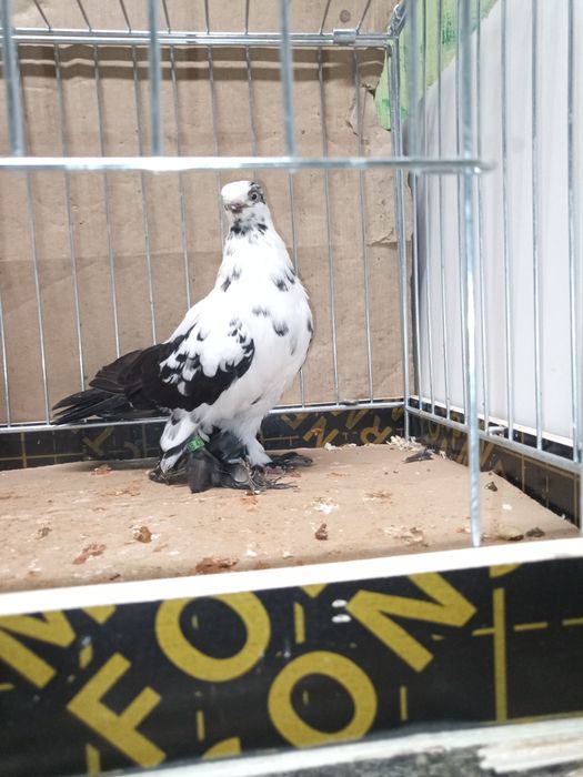 Motyl samiec  Warszawski 25 rok