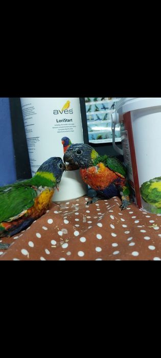 Loris molucanos para criar á mão a 2 papas